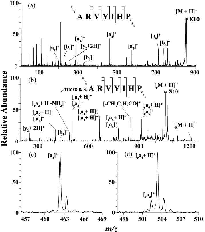 p-TEMPO-Bz-Sc 컨쥬게이션된 펩타이드의 질량분석 스펙트럼