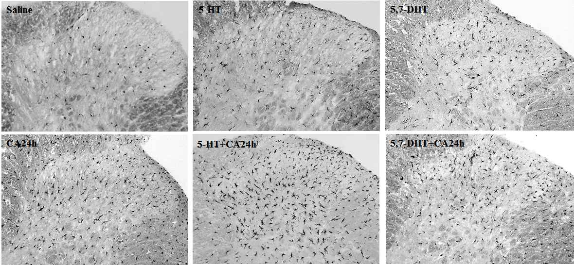 척수강내 5-HT의 연속 투여(위 그림 1)나 5,7-DHT 투여(그림 2)를 통한 세로토닌성 하행경로의 강화 또는 억제는 모두 후기 carrageenan 염증성통증에서 microglia의 활성화를 촉진하였다