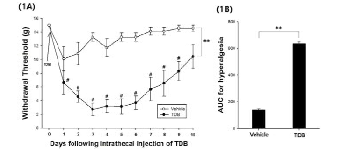 Mincle ligand인 trehalose-6,6-dibehenate (TDB)를 척수강내에 1회 투여한 후 paw withdrawal threshold (PWT)의 변화