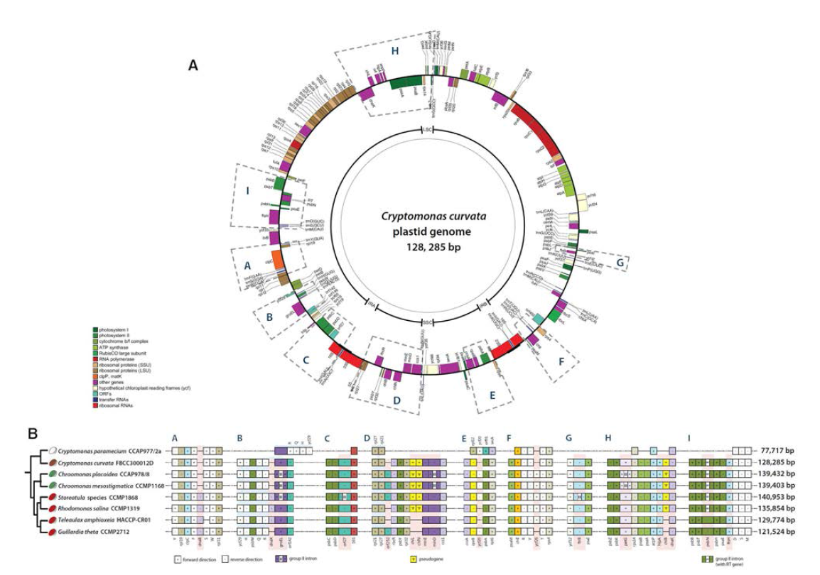 Circular map of the plastid genome of Cryptomonas cirvata FBC300012D showing nine syntenic regions. (A) The gene content and arrangement of the photosynthetic crytophyte genomes are identical with the exception of the nine syntenic regions shown as (A-I). The protein coding genes, rRNA and tRNA genes are laveled inside or outside of the circle. The genes are color-coded according to the functional categories in the index.(B) Linear form of the nine svmtenic regions the lineage-specific gene losses and intron insertions among cryptophytes