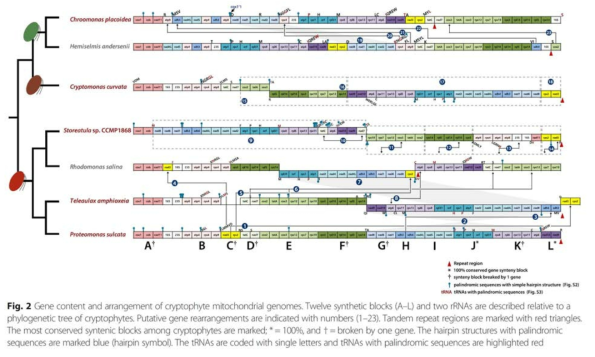 Gene content and arrangement of cryptophyte mitocnondrial genomoes. Twelve synthetic blocks (A-L) and two rRNAS are described relative to a phylogenetic tree of cryptophytes. Putative gene rearrangements are indicated with numbers (1-23). Tandem repeat regions are marked with red triangles. The most conserved syntenic blocks among cryptophytes are marked; *=100%, and †=broken by one gene. The hairpin structures with palindromic sequences are marked blue (hairpin symblol). The tRNAs are coded with single letters and tRNAs with palindromic sequences are highlighted red