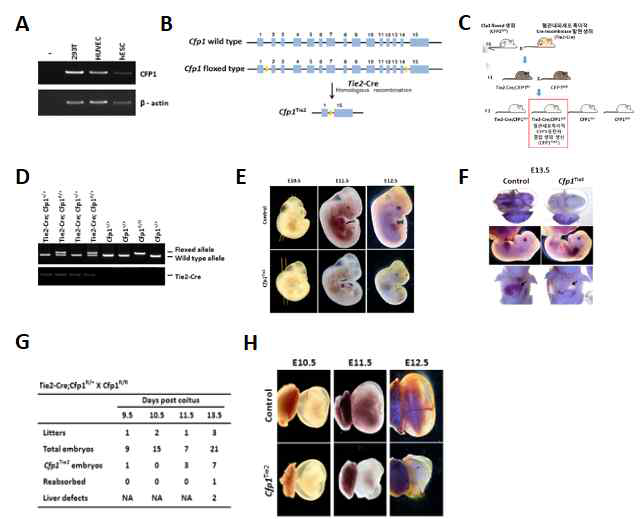 Tie2-Cre를 이용한 혈관 특이적 CFP1 유전자 결핍 동물 제작과 그 표현형