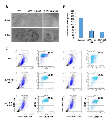 CFP1 결핍이 줄기세포가 hematopoietic stem cell로의 분화에 미치는 영향