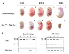 Hemorrhage occurs, before dying, in endothelial cell specific-Sps1 knockout embryo. (A) Whole embryo images of control (wild type and heterozygote) and endothelial cell specific-Sps1 knockout(cKO) embryo at embryonic day 13.5 (a, f), 15.5 (b-d, g-i) and 18.5 (e, j). All images were photographed with 4.5x magnification. (B) Genotyping data of the mouse embryos. Alphabets in panel B designate the DNAs isolated from the embryos marked with the same alphabet in panel A. Genotyping was performed by analyzing SPS1 gene and Tie2-Cre gene. DNA band which labeled as WT, Flx and Δ designate wild type allele of Sps1, floxed Sps1 alelle and truncated Sps1 allele, respectively