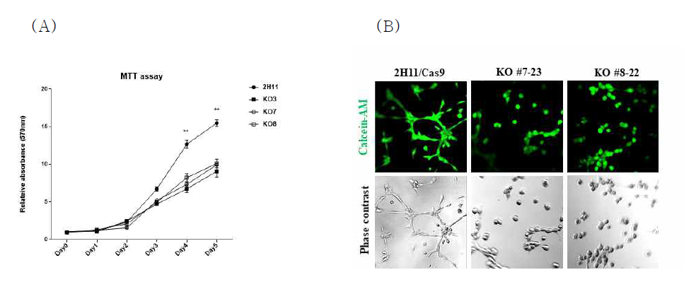 Effect of Sps1 knockout on cell growth and tube formation in endothelial cells. A mouse endothelial cell (2H11) was knocked out by CRISPR-Cas9 technology targeting exon3, exon7 and exon8. All experiments were triplicated. Statistical analyses were performed by student’s t-test. ** designates P<0.01. (A) Cell growth rate was measured by MTT assay. (B) Angiogenesis ability was examined by tube formation assay. After cells were incubated for 3 hr in serum-free medium, they were stained with calcein-AM and observed under fluorecent microscope. The magnification was x40