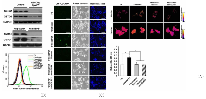 Accumulation of intracellular hydrogen peroxide in SPS1-deficient F9 cells. (A) Cells were stained with CM-H2DCFDA to detect intracellular ROS and then counterstained with Hoechst 33258 as described in the Experimental section. The cells were photographed under a fluorescence microscope. Scale bars represent 100 μm. (B) Measurement of intracellular ROS levels. After the cells were stained with CM-H2DCFDA, ROS levels were measured using FACS. Representative FACS plot showing the amount of intracellular ROS. (C–E) Detection of intracellular hydrogen peroxide using roGFP2-Orp1 probes. (C) Vectors encoding mitochondrial roGFP2-Orp1 or cytosolic roGFP2-Orp1 were transfected into SPS1-deficient F9 and control cells and the 405/488 nm ratio images were obtained as described in the Experimental section. Scale bars represent 10 μm. Quantification of microscopy data of mitochondrial (D) and cytosolic (E) hydrogen peroxide. Emission ratios from six randomly selected fields (100× image) for each sample were averaged. Error bars represent standard deviation. * and ** denote statistically significant differences at P < 0.05 and P < 0.01, respectively