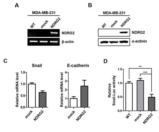 Effect of NDRG2 overexpression on the Snail promoter activity in MDA-MB-231 cells MDA-MB-231 cells stably transected with the empty vector (mock) or NDRG2 plasmid DNA. The mRNA and protein levels of NDRG2 in MDA-MB-231-wild type, -mock, -NDRG2 cells were analyzed by using (A) RT-PCR and (B) western blot analysis. (C) The mRNA level of Snail and E-cadherin in MDA-MB-231-mock and -NDRG2 cells was measured by real-time PCR using each gene specific primer. (D) MDA-MB-231-wild type, -mock, and -NDRG2 cells were transiently transfected with a Snail-Luc reporter plasmid using the Lipofectamine 3000 reagent for 24 h. The transfection efficiency was normalized by co-transfecting the cells with pCMV-β-galactosidase. After incubation for 24 h, the cells were harvested in passive lysis buffer, and the activities of luciferase were analyzed using the dual luciferase assay system with luminometer. The difference in the activity of luciferase with respect to the WT-control was calculated. **p < 0.01, and ***p < 0.001