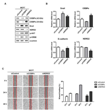 Effect of C/EBPα knockdown on NDRG2-induced Snail down-regulation in MCF7 cells. MCF7 cells were transfected with control-siRNA, C/EBPα-siRNA, and NDRG2-siRNA using the DharmaFECT reagent for 24 h, and then the mRNA and protein level of cells was analyzed by using (A) western blot analysis and (B) real-time PCR. (C) The siRNA-transfected cells were scratched with a pipette tip (0 h), and observed with phase-contrast microscopy (24 h and 48 h). The dotted lines represent the wound margin. The relative closed-wound distance (healing) was calculated after measuring the widths of at least four wounds