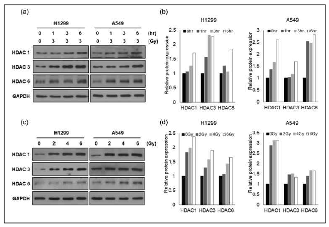 방사선 내성세포주들에서 HDAC 1,3,6의 발현 변화