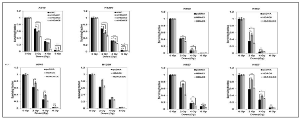 HDAC6 는 NSCLCS 들의 방사선 내성 유도에 필요충분 인자임