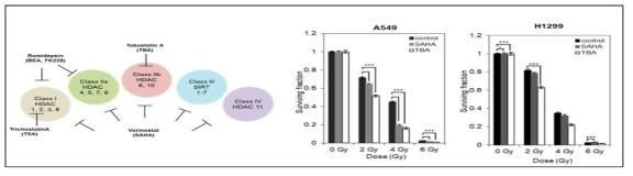 HDAC6 약물 표적화을 통한 내성세포주들의 방사선 내성 극복 전략