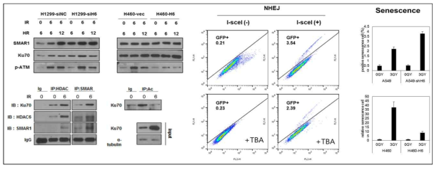 방사선유도 DNA결손에 의한 NHEJ복합체 형성과 Senescence 유도에 대한 HDAC 6의 효과