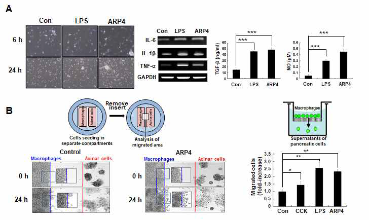 Macrophage에서 ARP4에 의한 염증성 사이토카인과 이동성 (A), ARP4의 macrophage의 활성과 migration에 영향을 미치는 지 확인하기 위해 peritoneal macrophage를 분리하여 macrophage activator LPS와 함께 ARP4를 처리한 결과 LPS와 유사하게 macrophage morphology가 변화되고 IL-6, IL-1b, TNF-a의 염증성 사이토 카인들의 발현이 증가됨이 관찰됨 (B), macrophage가 췌장의 선방세포로 이동이 증가됨이 확인됨