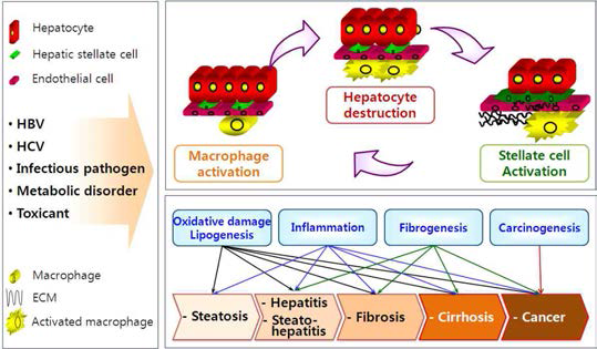 급만성 간질환의 병리단계, 기전의 복합성