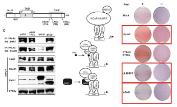 Lipin1에 의한 PPARγ의 활성 증가는 전사 억제인자인 SMRT, NCoR1의 해리를 통해 일어남. Lipin1에 존재하는 TAD, VXXLL motif가 이러한 기전에 중요하며 lipin1에 의한 지방세포의 분화에 중요한 부위임을 규명함