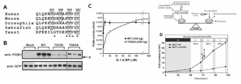 PGM1의 C말단은 단백질의 안정화 및 활성에 중요하며 PGM1이 G-1-P, G-6-P의 균형 유지를 통해 포도당 결핍 에너지 스트레스 환경에서의 세포 증식에 중요함을 규명