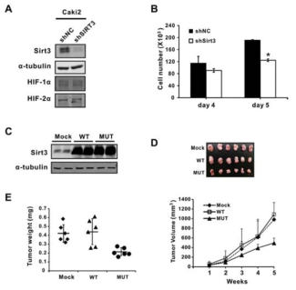 Sirt3의 wilt type 및 효소 활성이 없는 mutant를 과발현하는 신장암 세포주의 성장속도 비교. Sirt3의 활성이 없는 신장암 세포는 세포증식 속도가 현저히 감소됨을 관찰함. Sirt3의 발현이 신장암 세포의 성장에 필요함을 밝힘