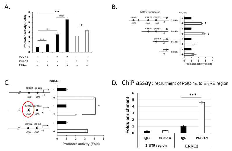 PGC-1a와 ERR-a는 MPC1 promoter의 ERRE2에 작용함. MPC1 promoter-luciferase assay를 통하여 ERR-a 가 PGC-1a와 결합하여 작용하는 전사인자임을 밝혔으며 ChiP assay를 이용하여 PGC-1a가 MPC1 promoter의 ERRE2 에 결합하여 작용함을 보임