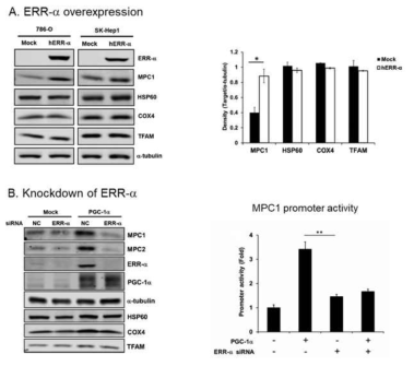 PGC-1a에 의한 MPC의 발현 조절에 ERR-a가 필요함. PGC-1a에 의해 증가되는 MPC의 발현은 ERR-a의 knockdown에 의해 관찰되지 않음을 mRNA level의 측정 및 MPC1 promoter-luciferase assay를 이용하여 규명함