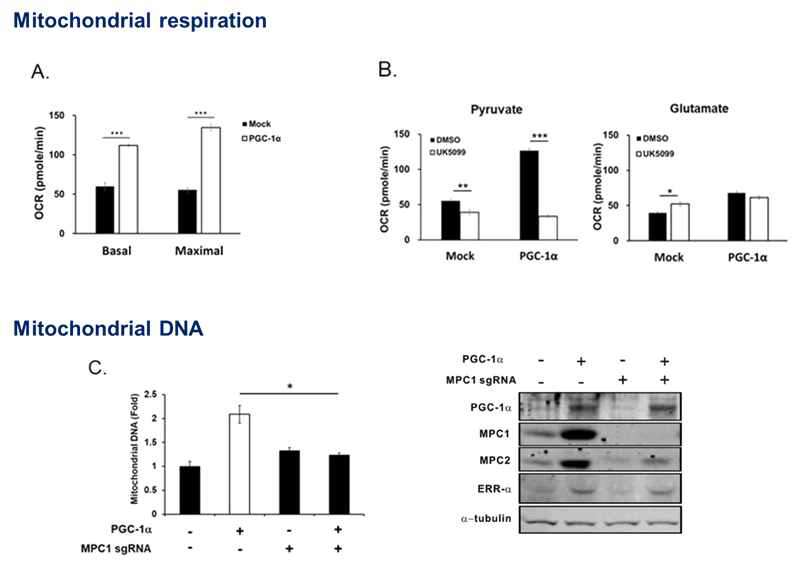 PGC-1a에 의해 증가되는 mitochondrial respiration 및 mitochondrial DNA의 양은 MPC의 발현에 의존적임을 규명함. PGC-1a이 과발현하고 있는 신장암 세포주는 대조군 세포와 비교하여 oxygen consumption rate (OCR, mitochondrial respiration)이 증가되며 이는 MPC의 저해제인 UK5099에 의해 저해되었으며 PGC-1a의 과발현에 의해 증가된 mitochondrial DNA는 crispr/cas9을 이용한 MPC1유전자의 knockout에 의해 상쇄됨을 보임. 이 결과는 Biochemical Journal (2018)475에 게재됨