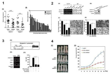 Galectin-3를 매개로 하여 발현이 조절되는 Neogenin1의 위암 세포의 증식 및 이동을 조절하는 기전 규명