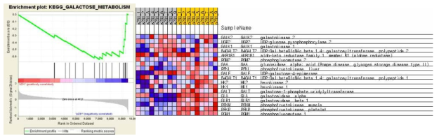 Transcriptome 결과. GSEA 분석을 통하여 top 20에 속하는 pathway를 도츨하였고 그에 포함된 galactose metabolism이 plot과 heatmap으로 에너지 스트레스를 극복한 암세포에서 PGM1이 포함된 galactose metabolism이 중요함