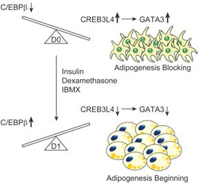 CREB3L4에 의한 지방 분화 조절 기전 모식도