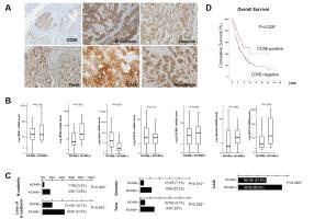 Comparison of molecular features of iCCA according to CD56 expression status