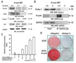 SREBP-1과의 상호작용을 통한 Kr-pok의 지방세포 분화능 및 지방축적 촉진