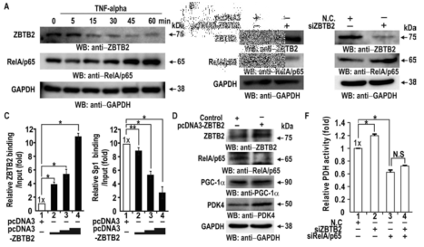 ZBTB2가 NF-kB의 전사조절을 통해 최종적으로 PDK4의 발현을 증가시켜 PDH의 activity를 감소
