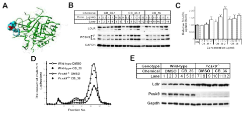 PCSK9 억제 물질에 의한 콜레스테롤 농도 감소 효과. A, 도킹시물레이션에 의한 PCSK9과 화합물의 결합 모형. B, HepG2세포에서 화합물 농도에 따른 LDL 수용체 (LDLR) 단백질 증가 효과. C, 각 화합물에 의한 LDL uptake 증가 효과. D. Wild-type BL6 및 PCSK9 knock-out 마우스에서 화합물에 의한 LDL (fraction 15-20) 및 HDL (fraction 23-30) 콜레스테롤 감소 효과. E, D 실험의 마우스 간장에서 PCSK9 및 LDLR 단백질 변화 변화. 이 결과를 논문으로 발표함 (Yonsei Medical Journal, 2015)