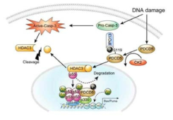 DNA 손상 유도 시 세포질에 존재하는 PDCD5가 CK2에 의해 인산화 된 후 nuclear carrier 단백질 IPO13 과 결합 후 핵으로 이동함. 핵으로 이동한 PDCD5는 p53과 결합하는 동시에 HDAC3를 p53으로부터 유리시켜 세포질로 이동시킴. 세포로질로 이동된 HDAC3 활성화 casapse-3에 의해 C-말단 절단이 일어나고 유비퀴틴화 매개 단백질 분해로 이어져 HDAC3의 기능소실과 p53 매개 세포사멸이 유도됨