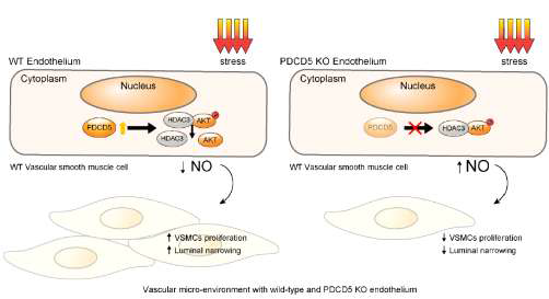 PDCD5 유전자 결손 시 HDAC3-AKT 단백질 네트워크를 억제하지 못함으로써 NO 생성이 증가하여 smooth muscle cell에 의한 neointima formation을 억제시킴