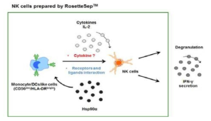 HSP90a에 의한 NK 세포 활성화 기전