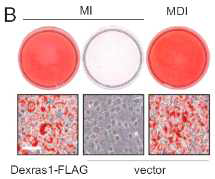 3T3-L1 지방전구세포 분화시에 IBMX, Dexa, Insulin(MDI)를 처리하는데, Dexras1을 과발현하는 경우 Dexa 없이도 지방세포가 분화됨