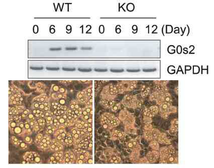 G0s2 KO 마우스의 MEF는 지방 분화에 결손을 보임