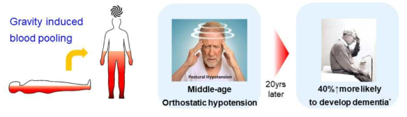 기립성 저혈압 유발 기작과 치매와의 상관관계 *A. Rawlings et al., (2017)