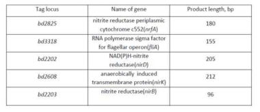포식미생물 B. bacteriovorus HD100의 무산소 호흡 관련 유전자 (nrfA, nirD, nirK and nirB)