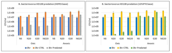 무산소 조건에서 포식미생물 B. bacteriovorus HD100의 포식능 평가. (좌) HEPES 버퍼 조건에서의 포식능 평가. (우) 10% PYE 배지를 넣은 조건에서의 포식능 평가. NS: Non supplemented, N20: Nitrate 20mM, G20: Glucose 20mM, NG20: Nitrate 20mM + Glucose 20mM. CTRL: No predator, Predated: with predator