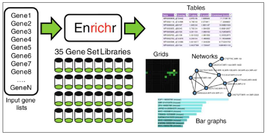 EnrichR의 flow