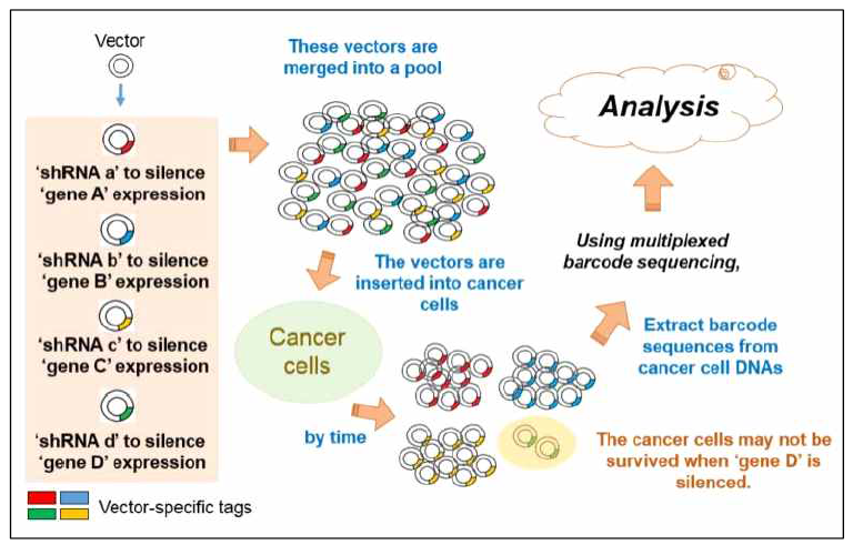 shRNA를 포함하는 바코드 sequencing의 전체적인 개략도