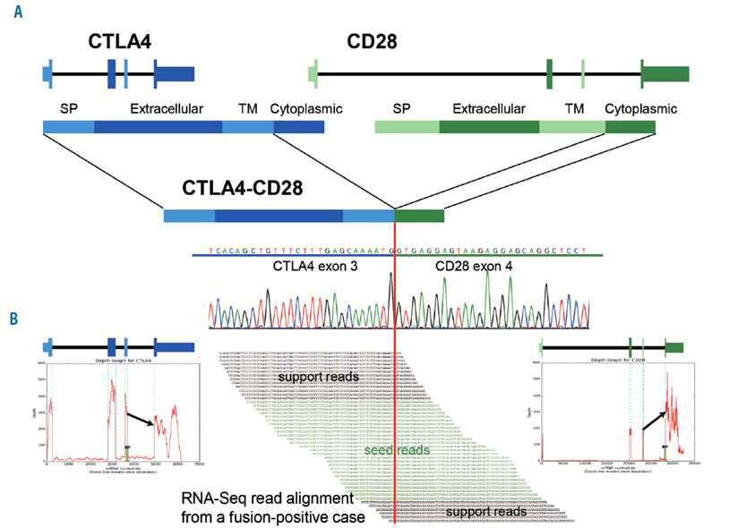 CTLA4-CD28 fusion gene 예측
