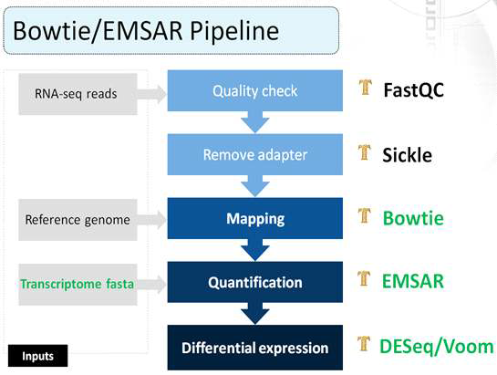 RNA-Seq 프로세싱 파이프라인 3 (Bowtie-EMSAR)