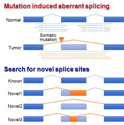Exon 구조에서 발생 가능한 mutation과 그에 따라 발생할 수 있는 novel splicing event