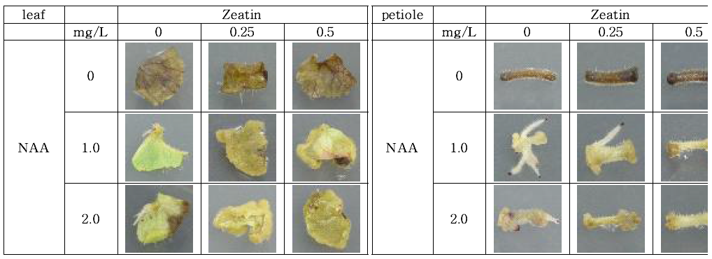 Zeatin과 NAA 농도에 따른 헐떡이풀 잎과 엽병에서의 캘러스, 부정근