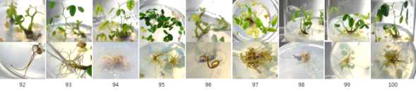 표1에서 언급된 각 배양조건에서 생육하고 있는 고삼식물체