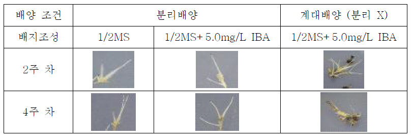1/2MS medium containing +5.0mg/L IBA에서의 부정근의 유도와 1/2MS medium containing +5.0mg/L IBA 에서의 부정근의 증식