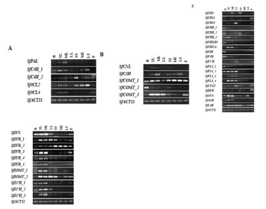 고삼의 뿌리, 잎, 줄기, 꽃에서 조사한 flavonoid 21개 유전자의 RT-PCR 결과