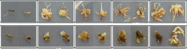 1/2MS + 5.0mg/L IBA 배지 조합에 고삼 뿌리, 줄기 치상 후 부정근이 유도되는 과정