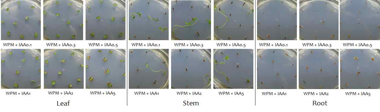 WPM+IAA 농도별 조합에 치상된 잎, 줄기, 뿌리